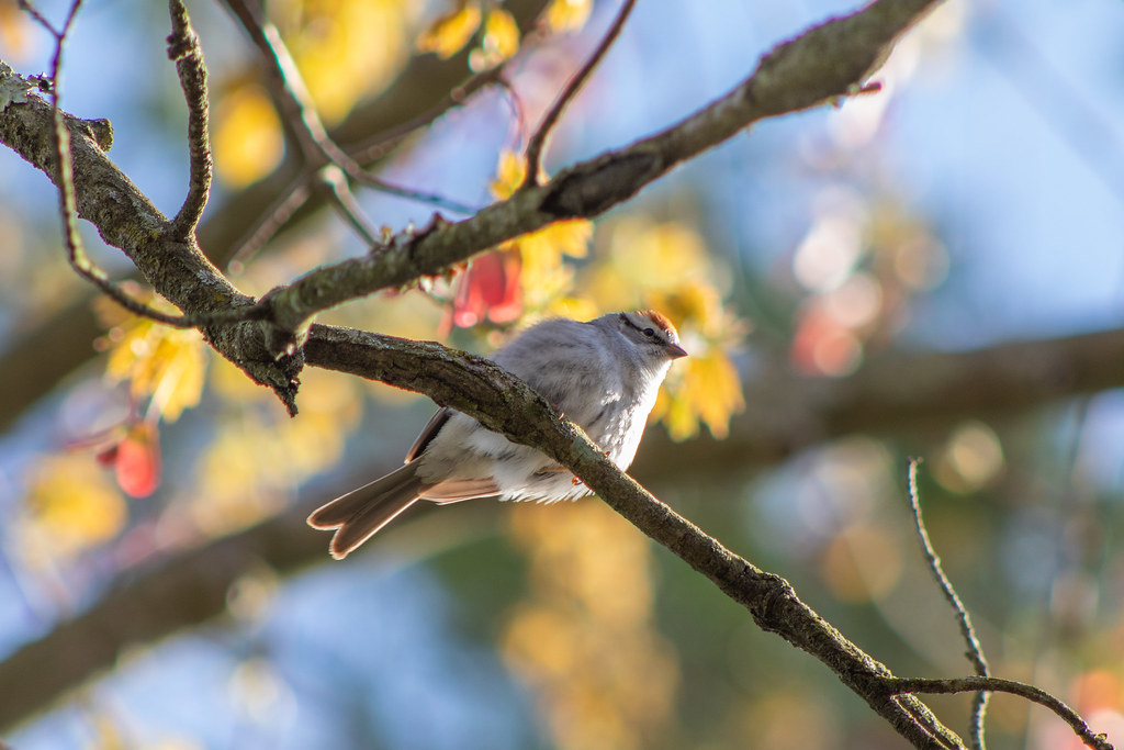 Bird against a colorful background